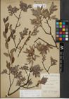 Foto von Salix lapponum L. x Salix myrtilloides L.